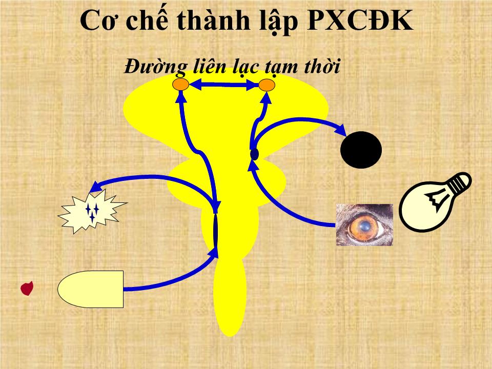 Bài giảng Thần kinh cao cấp - Nguyễn Trung Kiên trang 7