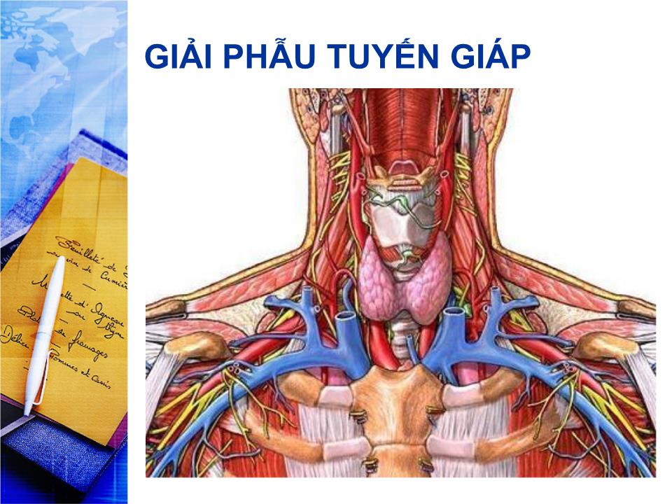 Bài giảng Sinh lý tuyến giáp - Lê Quốc Tuấn trang 3