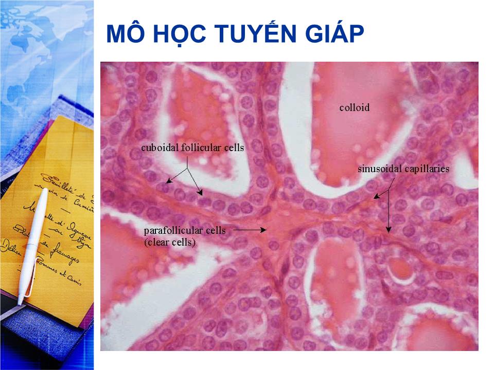 Bài giảng Sinh lý tuyến giáp - Lê Quốc Tuấn trang 4