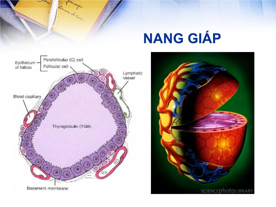 Bài giảng Sinh lý tuyến giáp - Lê Quốc Tuấn trang 5