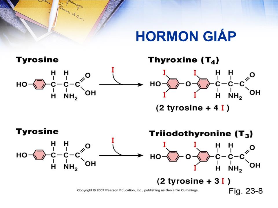 Bài giảng Sinh lý tuyến giáp - Lê Quốc Tuấn trang 7