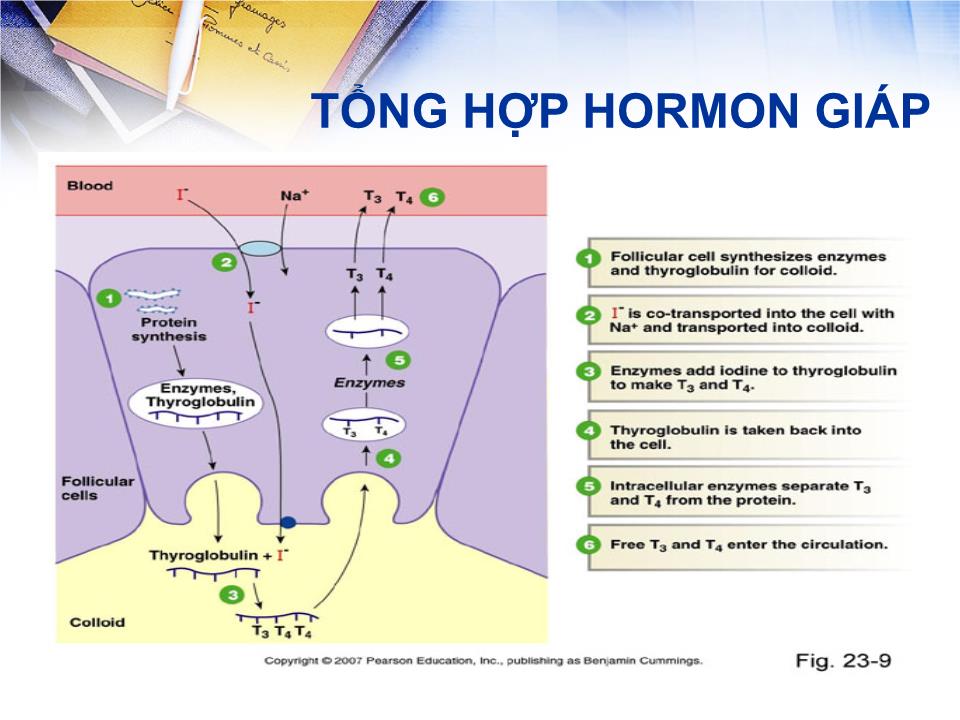 Bài giảng Sinh lý tuyến giáp - Lê Quốc Tuấn trang 8