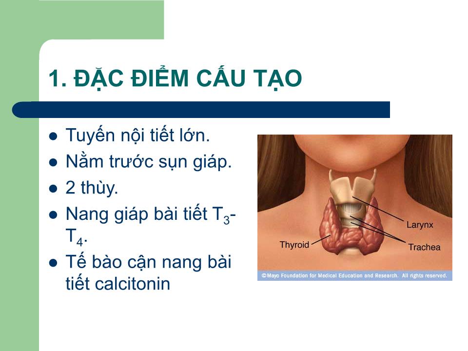 Bài giảng Sinh lý tuyến giáp - Nguyễn Trung Kiên trang 3