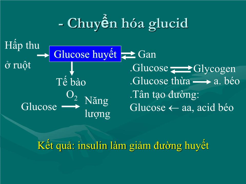 Bài giảng Sinh lý tuyến tụy nội tiết - Nguyễn Trung Kiên trang 6