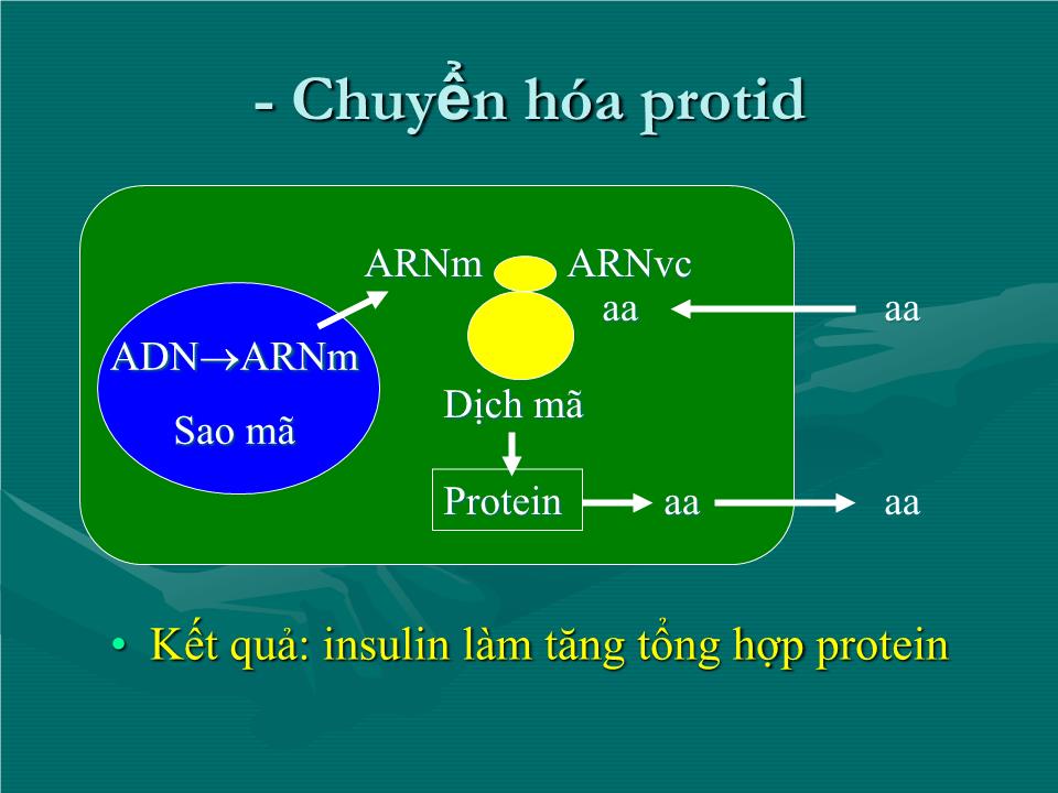 Bài giảng Sinh lý tuyến tụy nội tiết - Nguyễn Trung Kiên trang 7