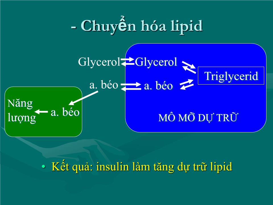 Bài giảng Sinh lý tuyến tụy nội tiết - Nguyễn Trung Kiên trang 8