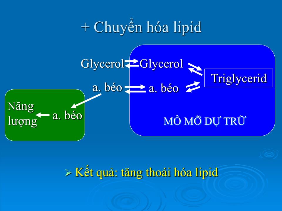 Bài giảng Sinh lý tuyến yên - Nguyễn Trung Kiên trang 10