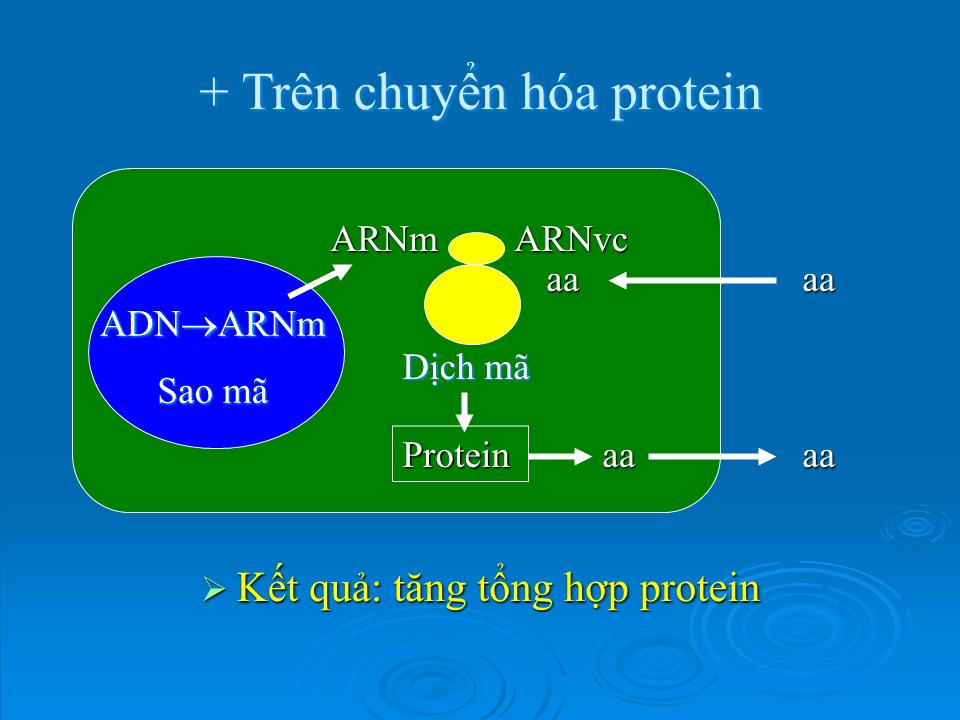 Bài giảng Sinh lý tuyến yên - Nguyễn Trung Kiên trang 8