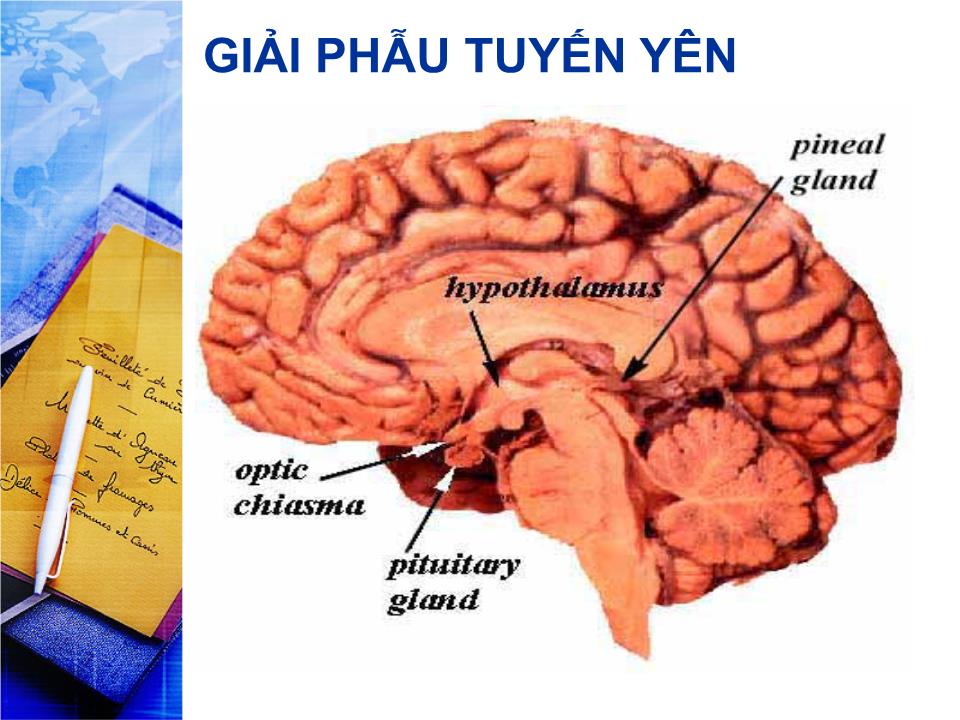 Bài giảng Sinh lý tuyến yên - Lê Quốc Tuấn trang 3