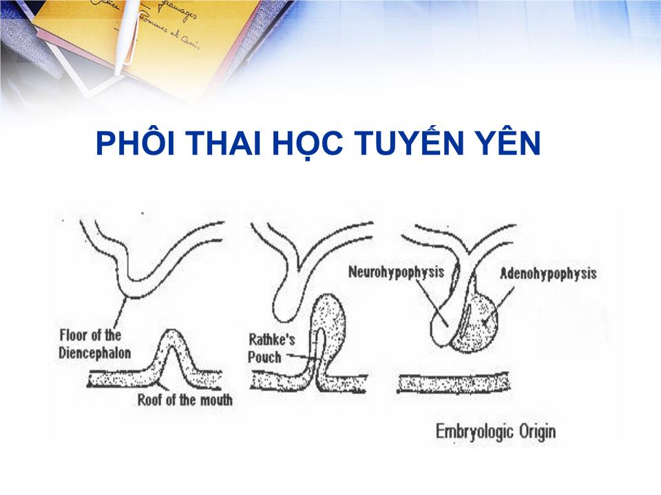 Bài giảng Sinh lý tuyến yên - Lê Quốc Tuấn trang 5