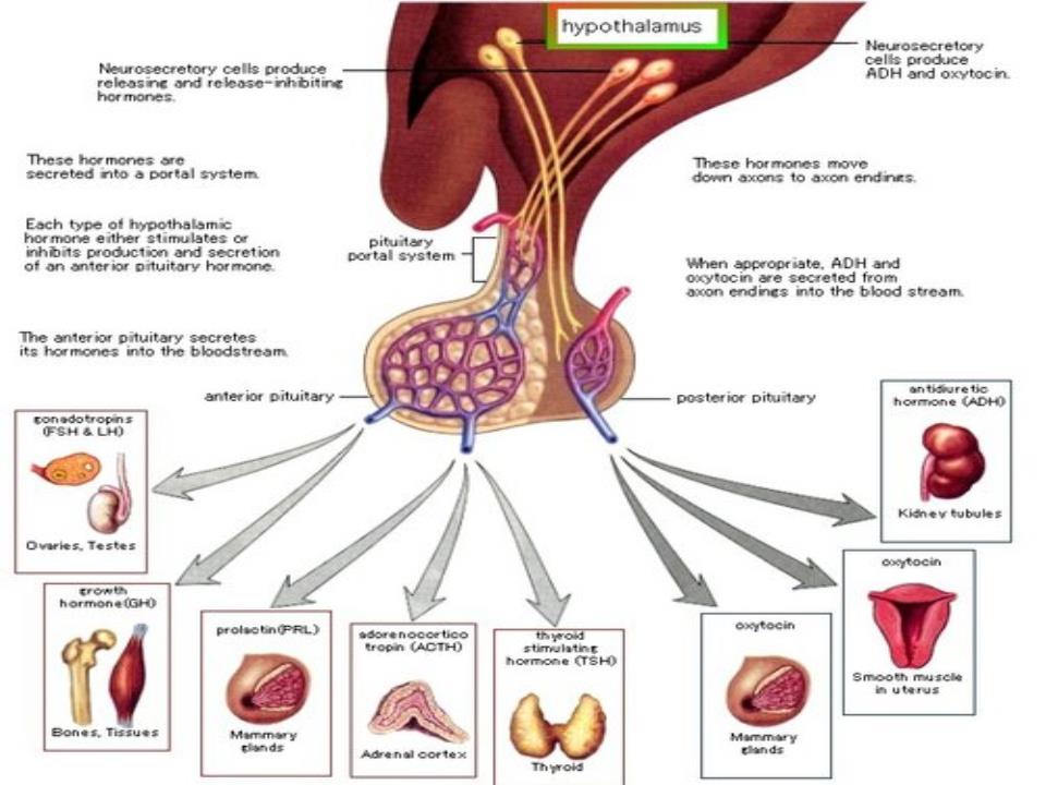 Bài giảng Sinh lý tuyến yên - Lê Quốc Tuấn trang 7