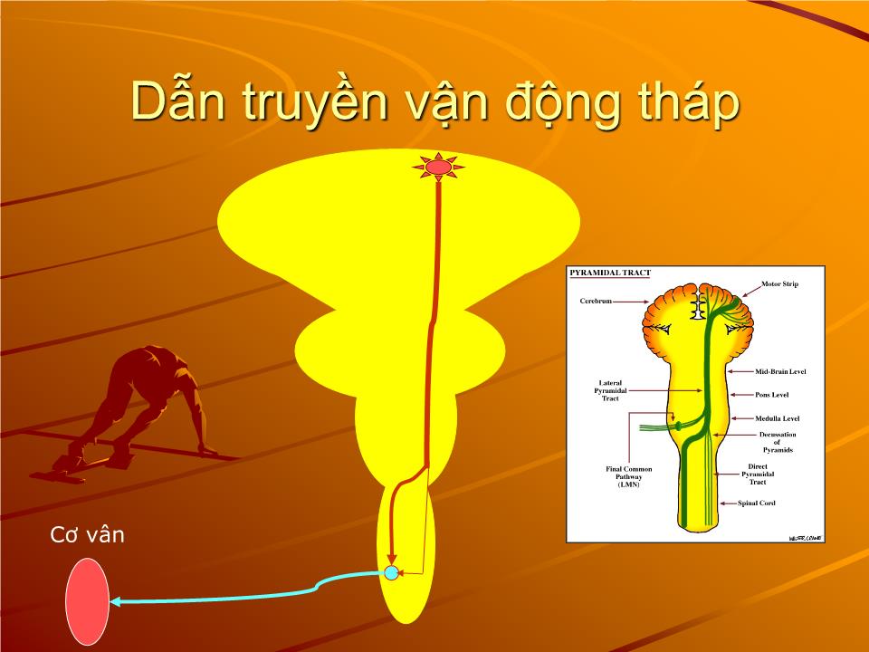 Bài giảng Sinh lý vận động - Nguyễn Trung Kiên trang 4