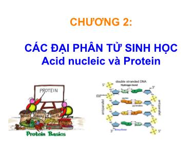 Bài giảng Sinh học phân tử - Chương 2: Các đại phân tử sinh học Acid nucleic và Protein