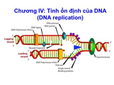 Bài giảng Sinh học phân tử - Chương 4: Tính ổn định của DNA (DNA replication)