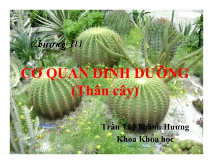 Bài giảng Thực vật học - Chương III: Cơ quan dinh dưỡng (Thân cây) - Trần Thị Thanh Hương