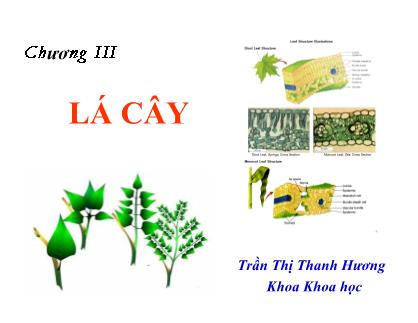 Bài giảng Thực vật học - Chương IIII: Lá cây - Trần Thị Thanh Hương